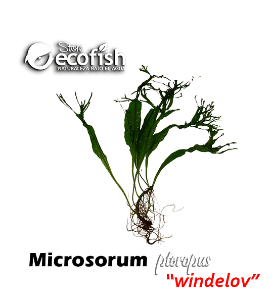 Microsorum pteropus "Windelov"