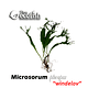 Microsorum pteropus "Windelov"