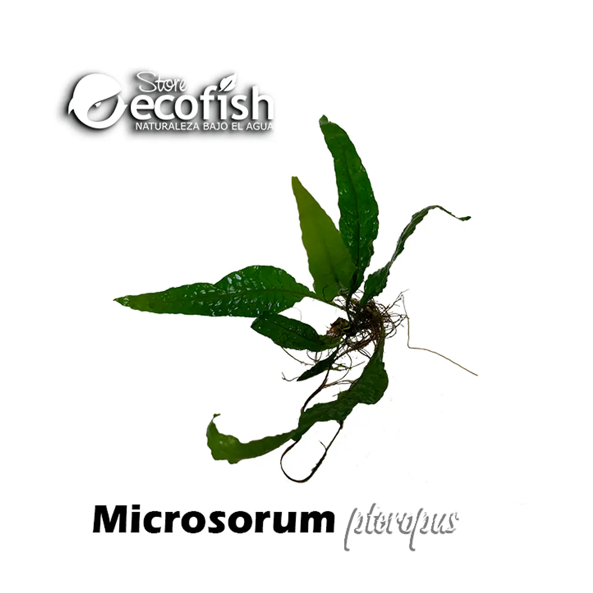 Microsorum Pteropus