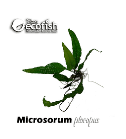 Microsorum Pteropus