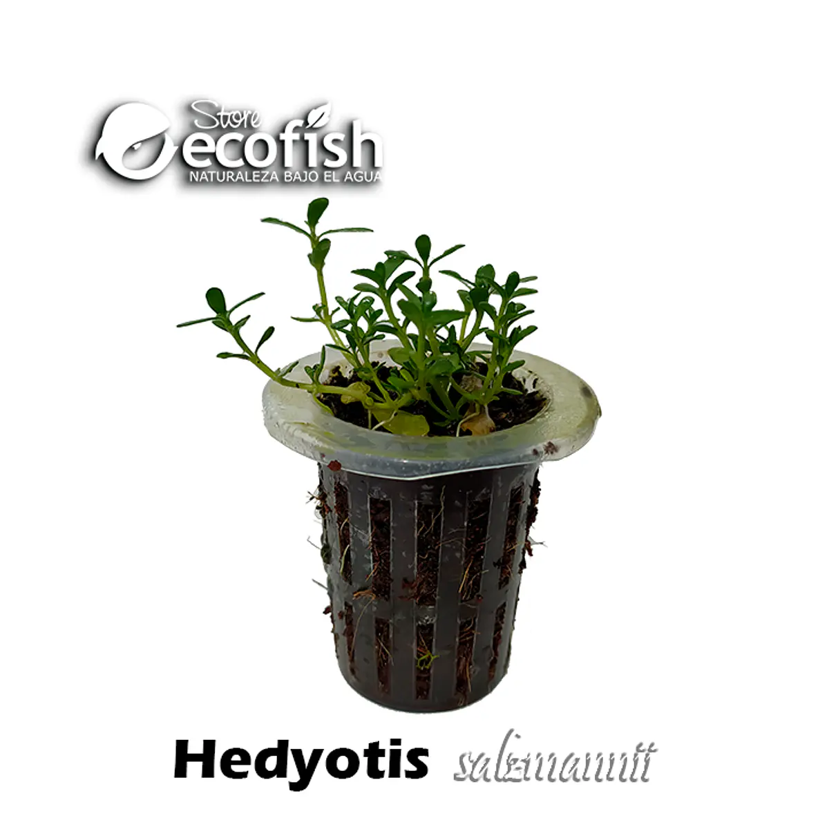 Hedyotis salzmannii