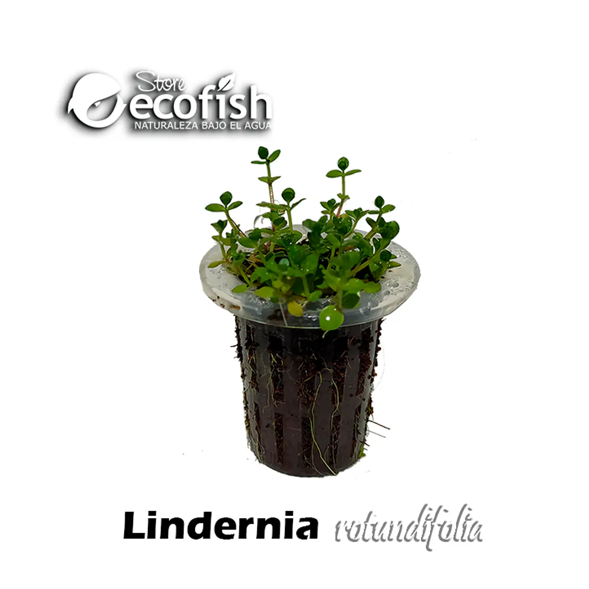 Lindernia rotundifolia