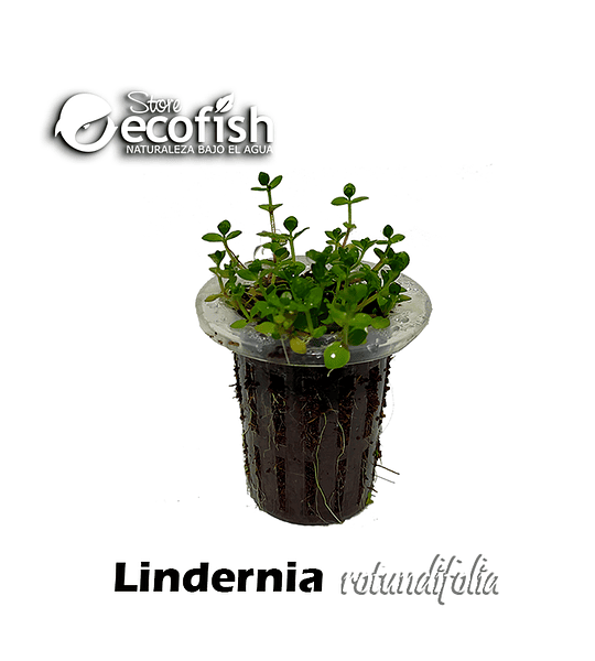 Lindernia rotundifolia