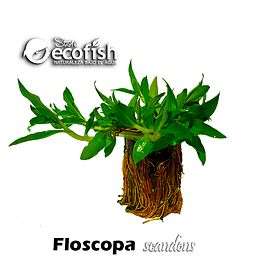 Floscopa scandens