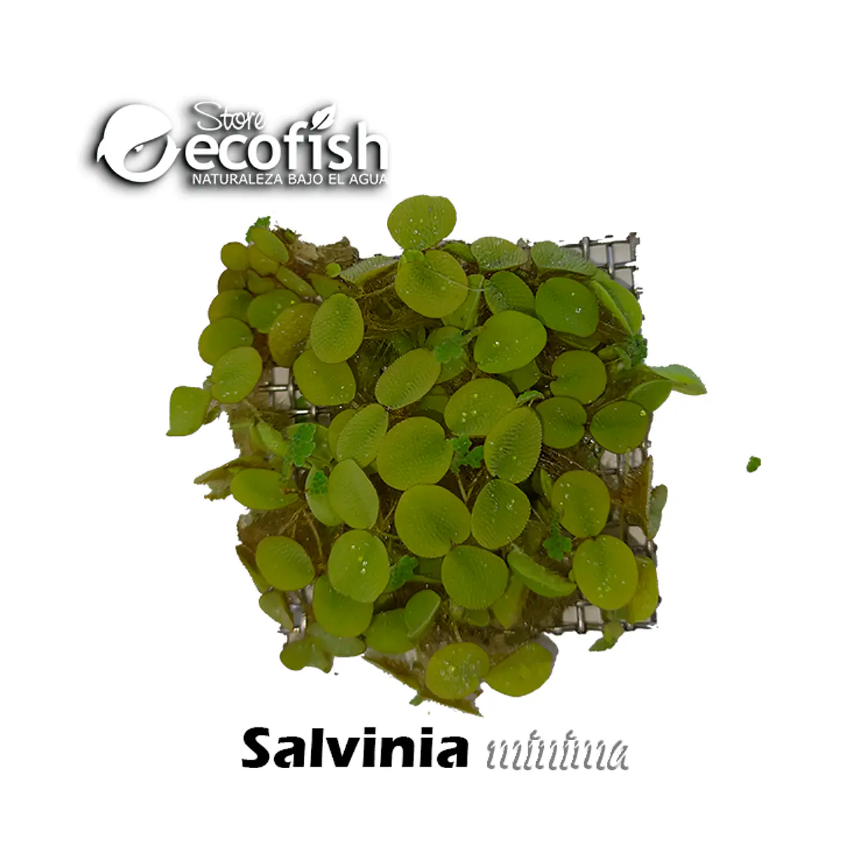 Salvinia minima