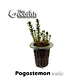 Pogostemon erectus