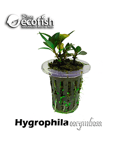 Hygrophila corymbosa