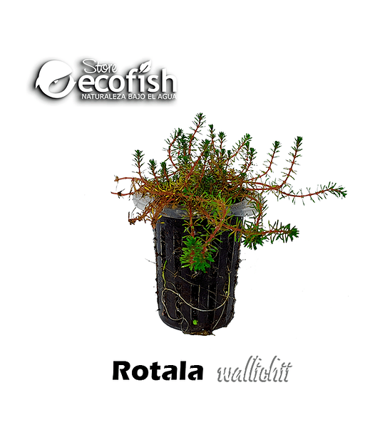 Rotala sp. "Wallichii"