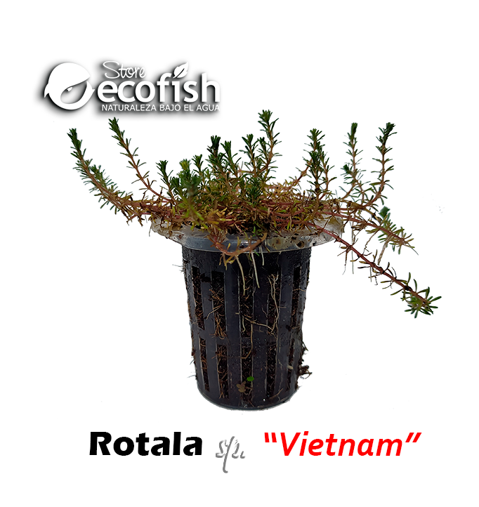 Rotala sp. "Vietnam"