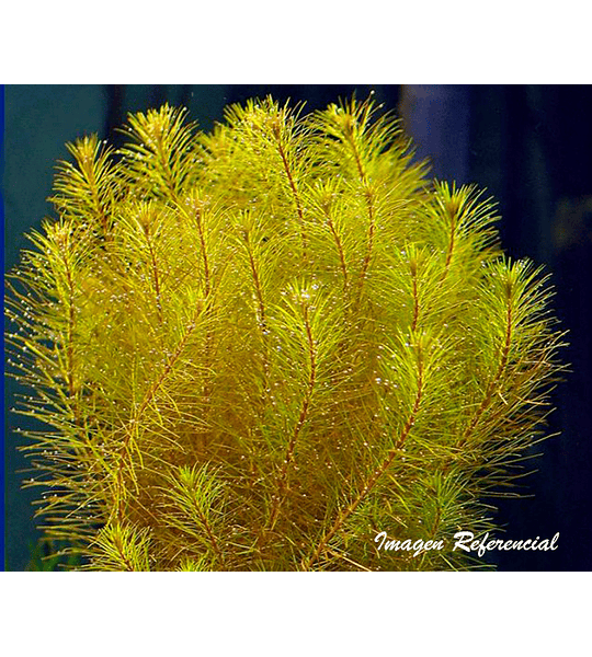 Rotala sp. "Vietnam"