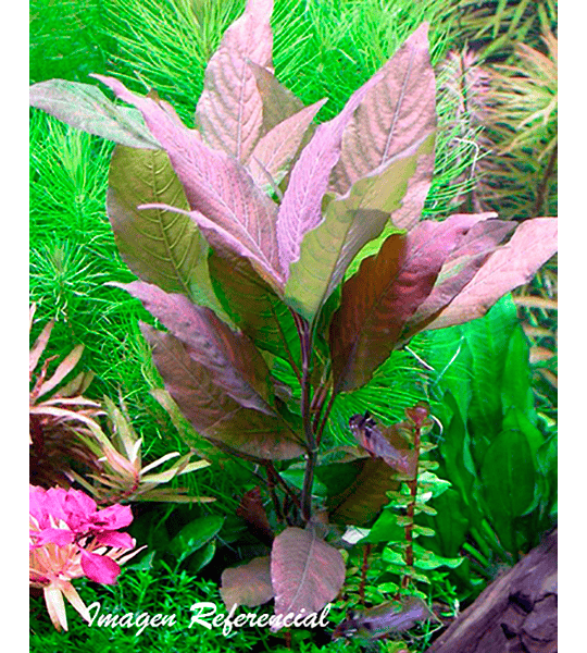 Hygrophila corymbosa "Red"