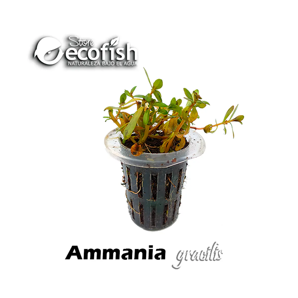 Ammania gracilis