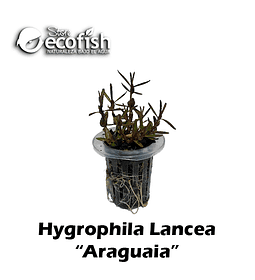 Hygrophila lancea "Araguaia"