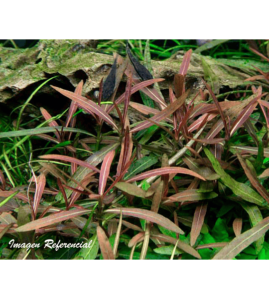 Hygrophila lancea "Araguaia"