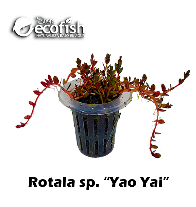 Rotala sp. "Yao Yai"