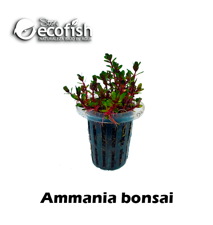 Ammania bonsai
