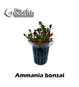 Ammania bonsai