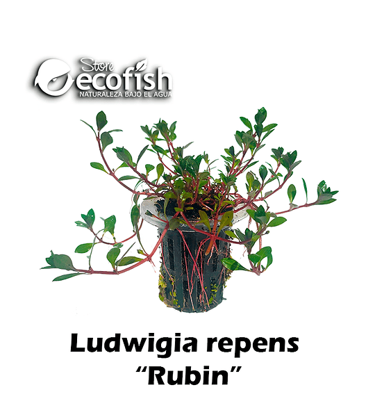 Ludwigia repens "Rubin"