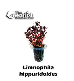 Limnophila hippuridoides