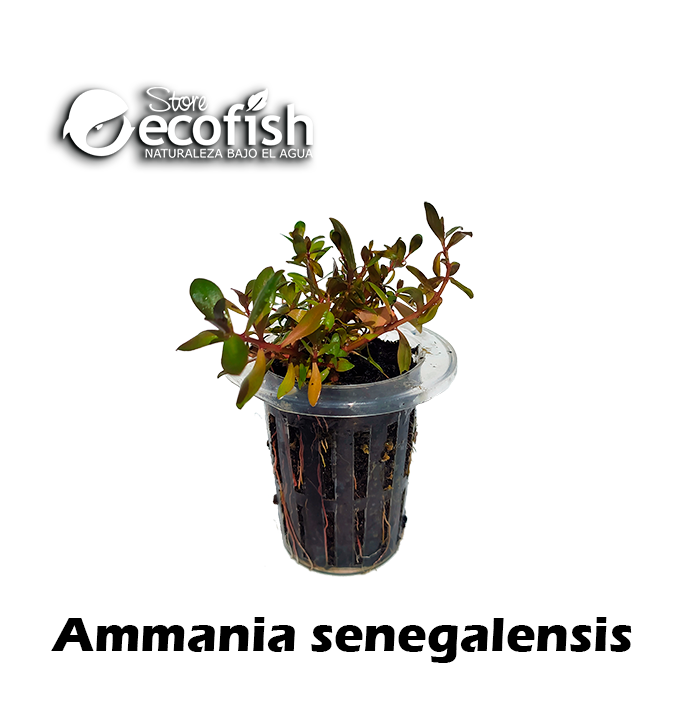 Ammania senegalensis