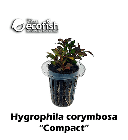 Hygrophila corymbosa 