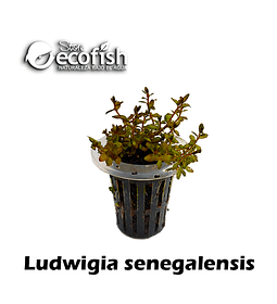 Ludwigia senegalensis