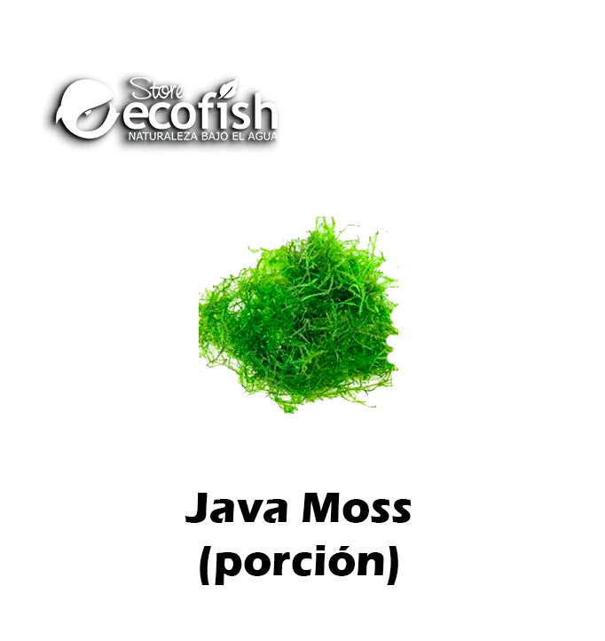 Java Moss (Acuarios y Terrarios)
