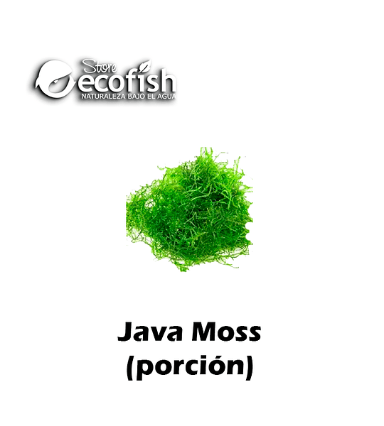 Java Moss (Acuarios y Terrarios)