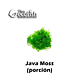 Java Moss (Acuarios y Terrarios)
