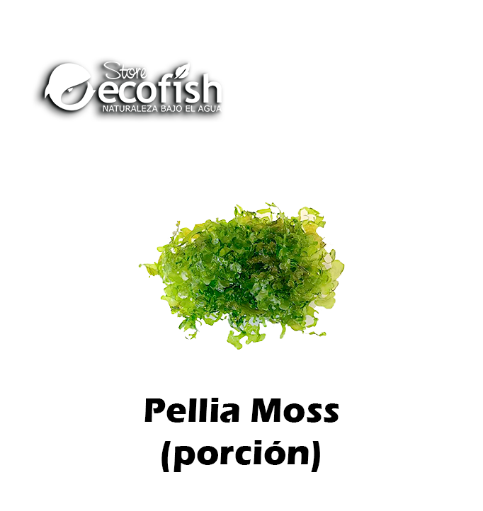 Pellia Moss