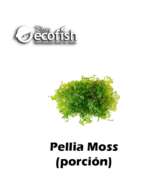 Pellia Moss