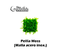 Pellia Moss