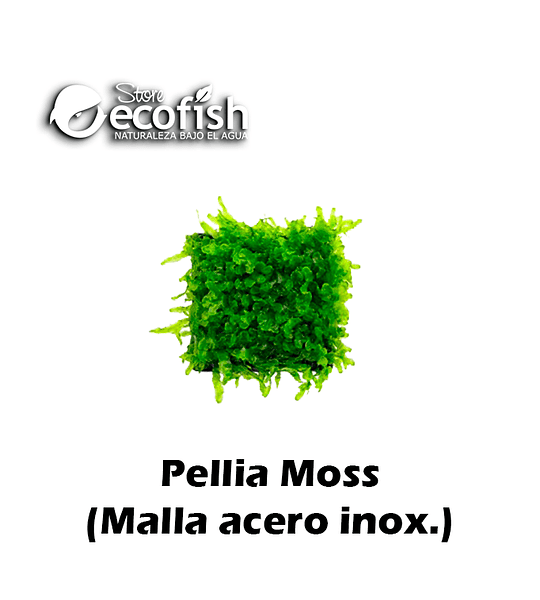 Pellia Moss