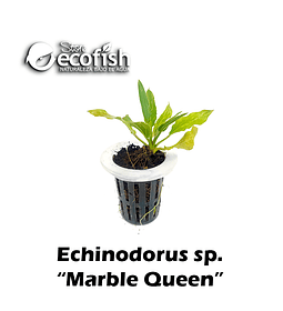 Echinodorus sp. "Marble Queen"