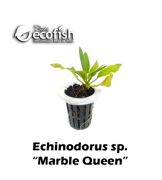 Echinodorus sp. "Marble Queen"