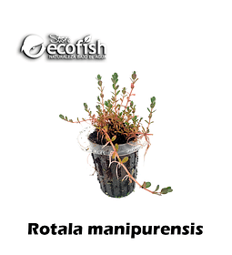 Rotala rotundifolia manipurensis