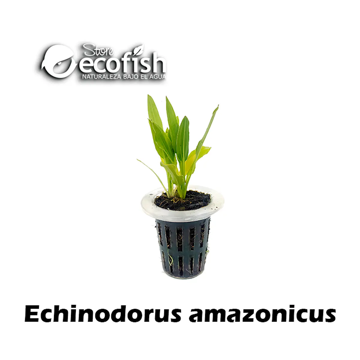 Echinodorus amazonicus