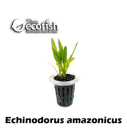 Echinodorus amazonicus