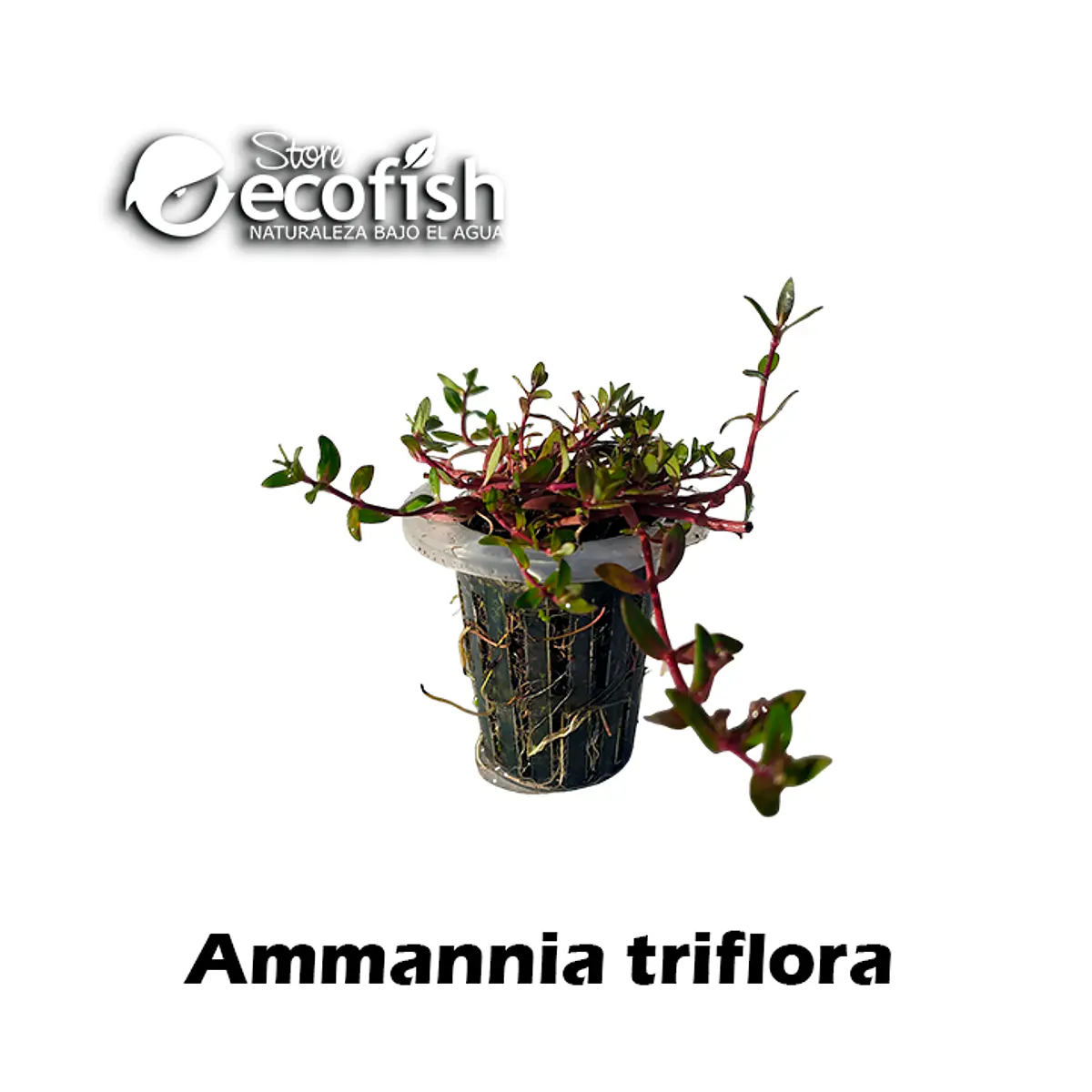Ammannia triflora