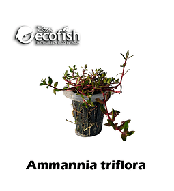 Ammannia triflora