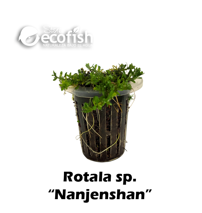 Rotala sp. "Nanjenshan"