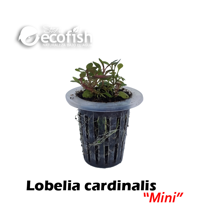 Lobelia Cardinalis "Mini"