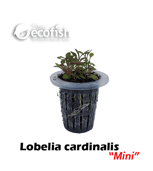 Lobelia Cardinalis "Mini"