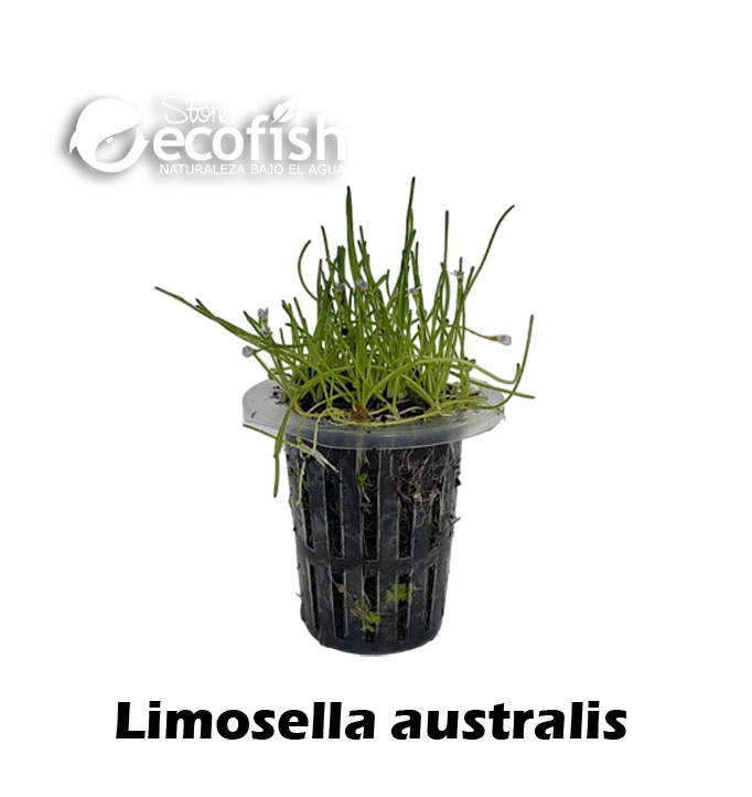 Limosella Australis
