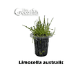 Limosella Australis