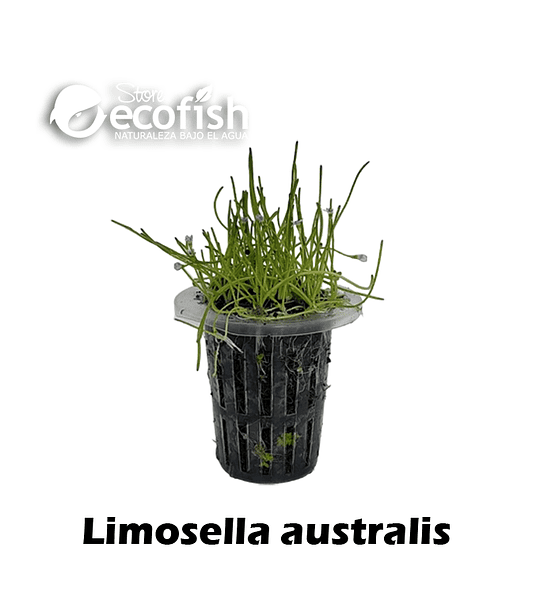 Limosella Australis