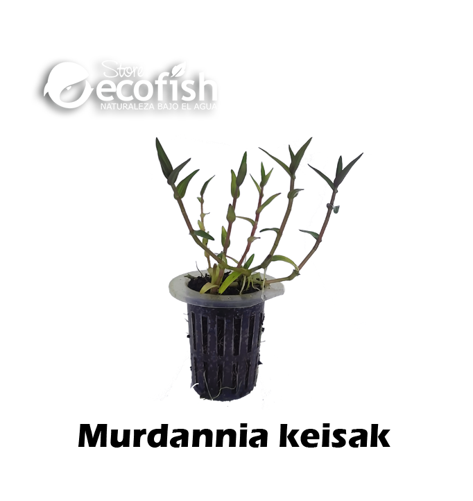Murdannia keisak