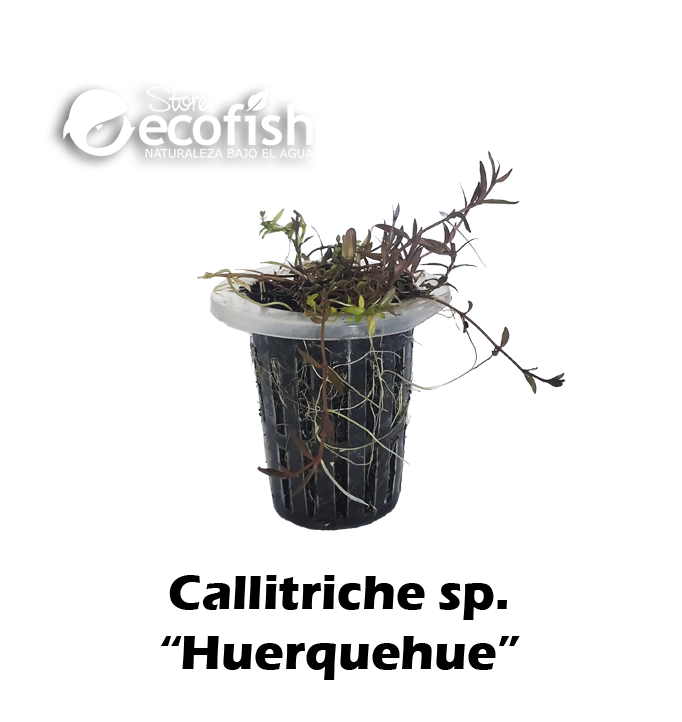 Callitriche sp. "Huerquehue"