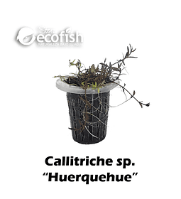 Callitriche sp. "Huerquehue"