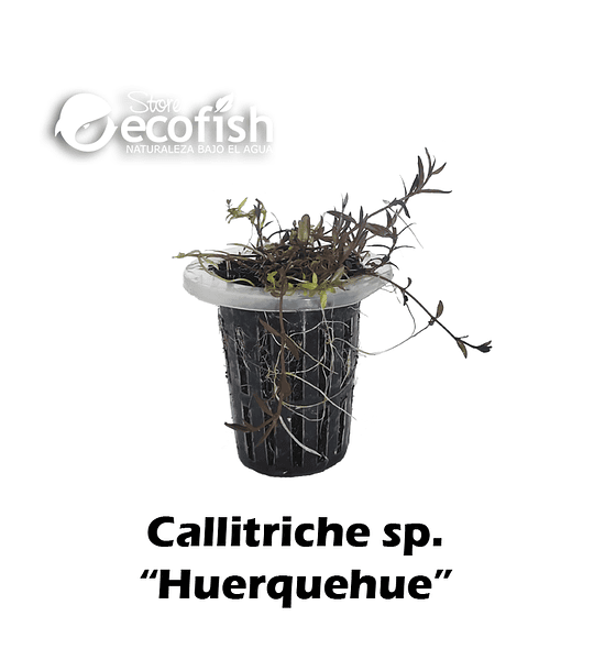 Callitriche sp. "Huerquehue"